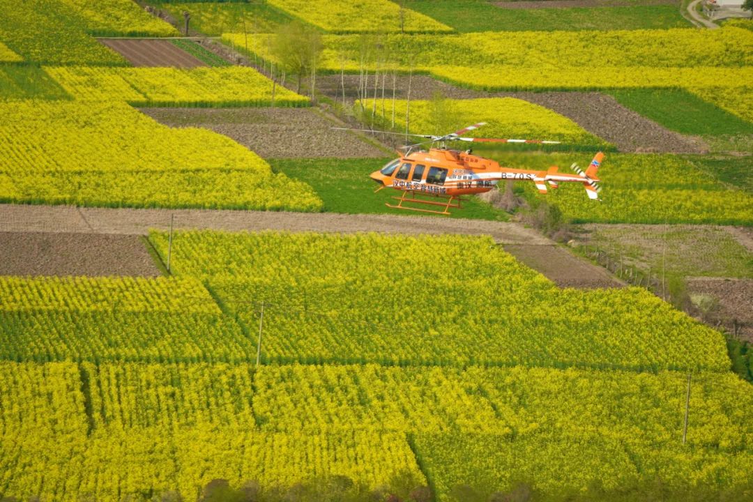 直升机即将亮相最美油菜花海，乘势而上助力低空经济腾飞